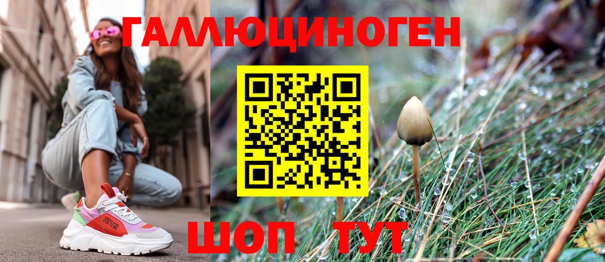 Псилоцибиновые грибы Psilocybine cubensis Горно-Алтайск